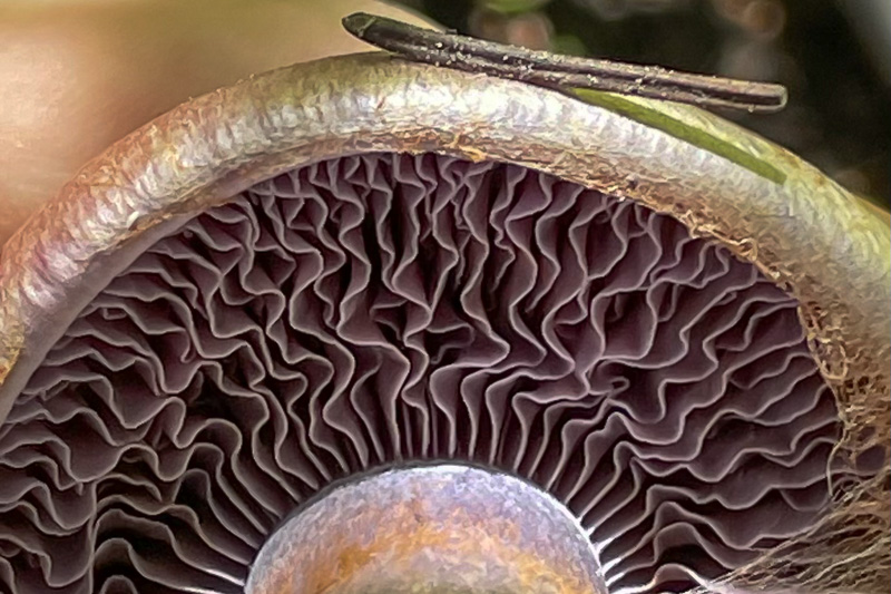 Mushroom in the forest